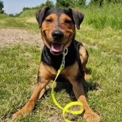Strolch, senior Mixed Breed for adoption at Tierheim Dreieich e.V., Dreieich