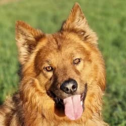 Anthony, 3yo Mixed Breed for adoption at Tierheim Dreieich e.V., Dreieich