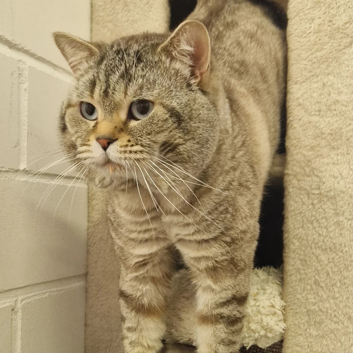 Nilo, European Shorthair for adoption at Tierheim Dreieich e.V., Dreieich