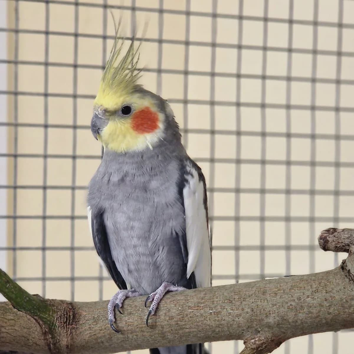 Rico, Mixed Breed for adoption at Tierheim Dreieich e.V.