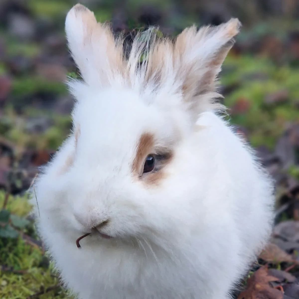 Sirius, Mixed Breed for adoption at Tierheim Dreieich e.V.