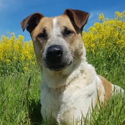 Strolch, Mixed Breed for adoption at Tierheim Dreieich e.V.