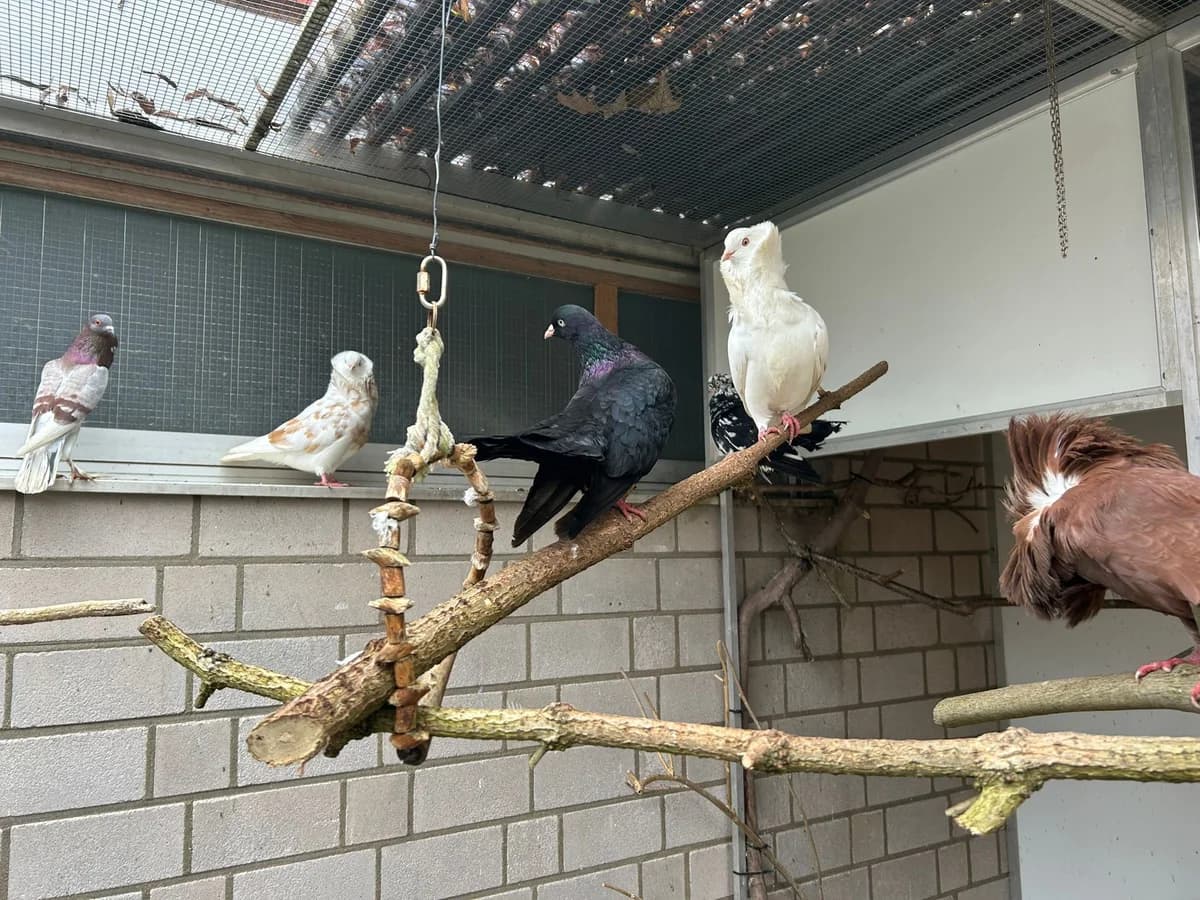 Tauben, Mixed Breed for adoption at Tierheim Dreieich e.V.