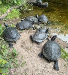 Wasserschildkröten, mixed breed for adoption at Tierheim Dreieich e.V., Dreieich