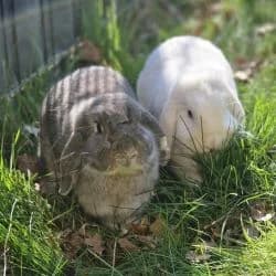Windy & Benedict, Mixed Breed for adoption at Tierheim Dreieich e.V., Dreieich