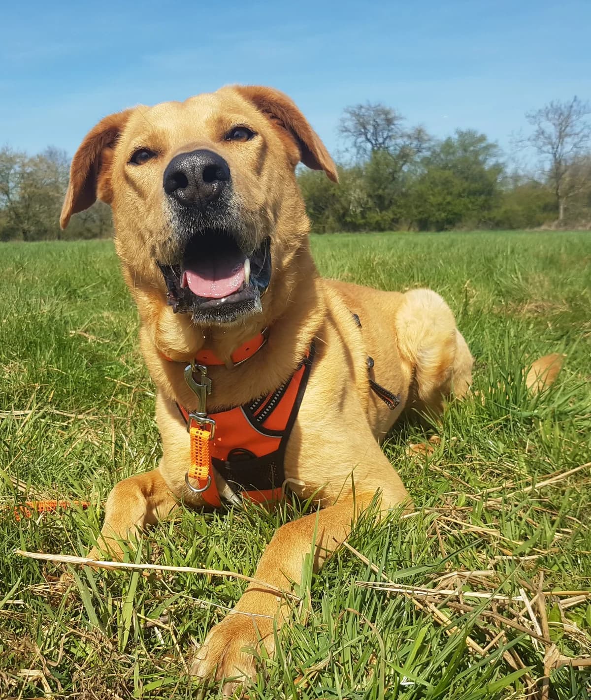 Zeus, Mixed Breed for adoption at Tierheim Dreieich e.V.