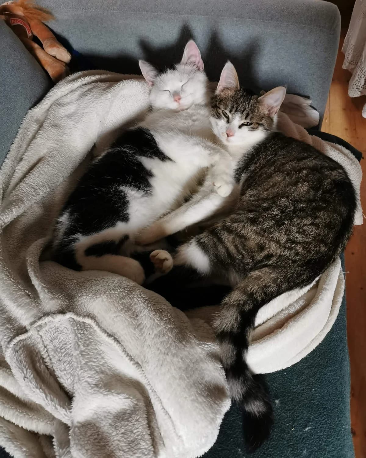 Kitten & Max & Moritz, female puppy Mixed Breed Cat for adoption at Tierheim Dresden, Dresden