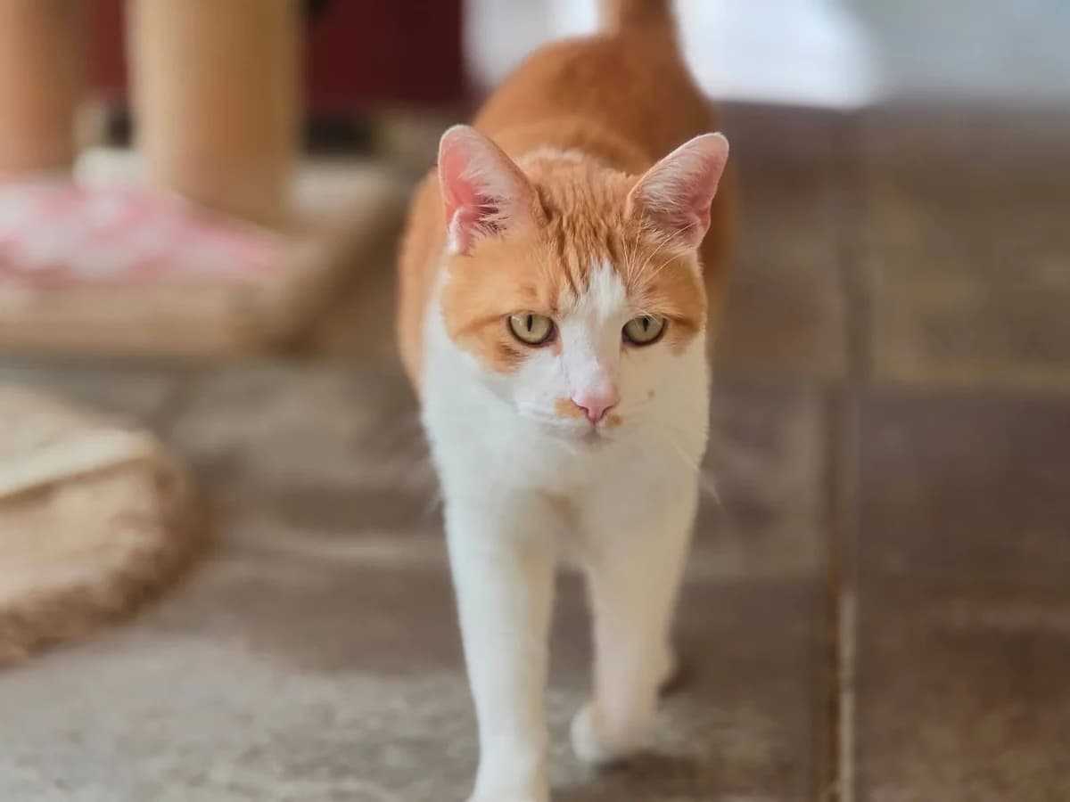Raku, male Mixed Breed Cat for adoption at Tierheim Dresden, Dresden