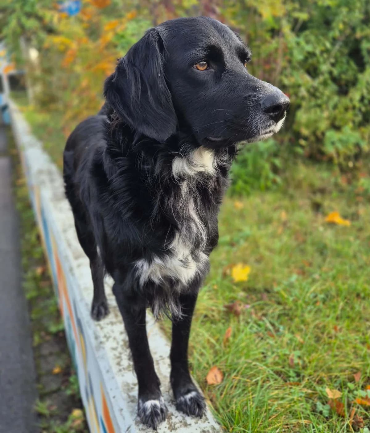 Shadow, 5yo Border Collie for adoption at Tierheim Dresden, Dresden