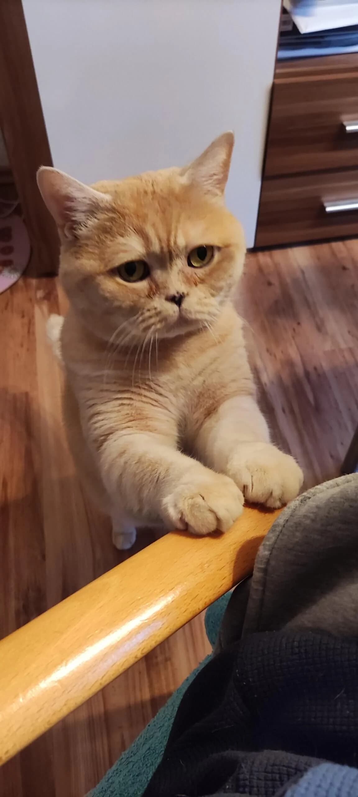 Simba, male senior Mixed Breed Cat for adoption at Tierheim Dresden, Dresden