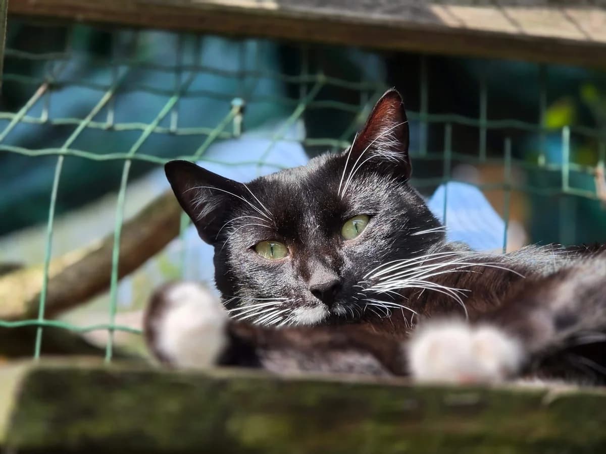 Tommy, male 3yo Mixed Breed Cat for adoption at Tierheim Dresden, Dresden