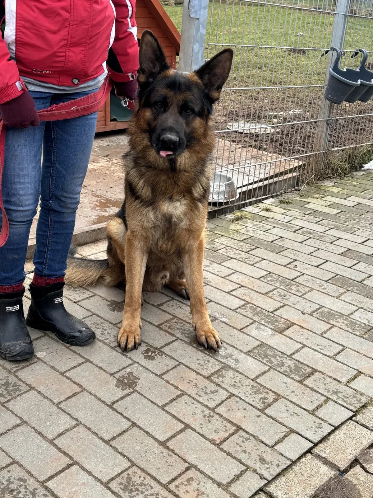 Percy, male German Shepherd for adoption at Tierheim Duderstadt, Tierschutzverein Duderstadt u.U.e.V.