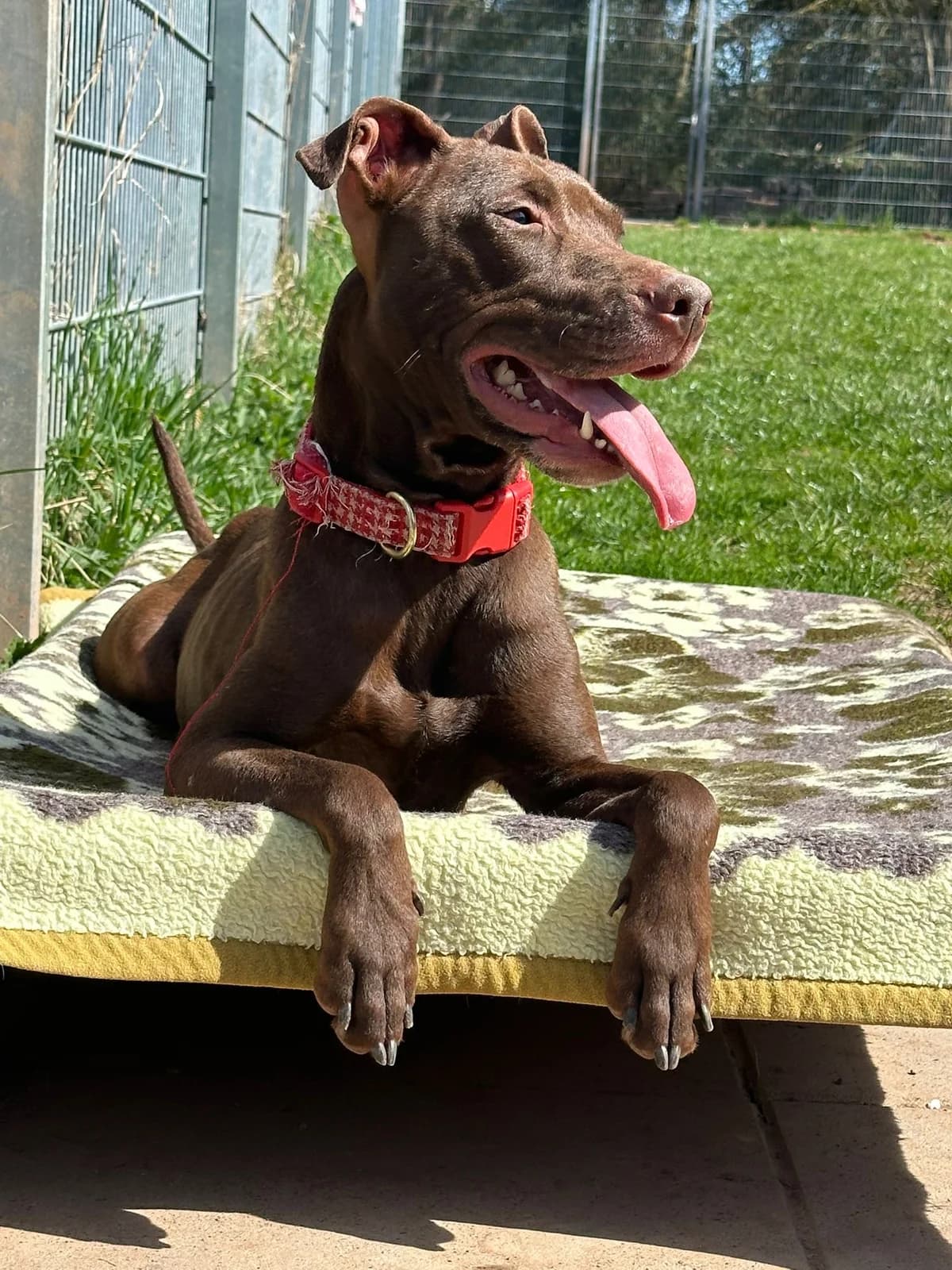 Aria, female 3yo Doberman for adoption at Tierheim Duderstadt, Tierschutzverein Duderstadt u.U.e.V., Duderstadt