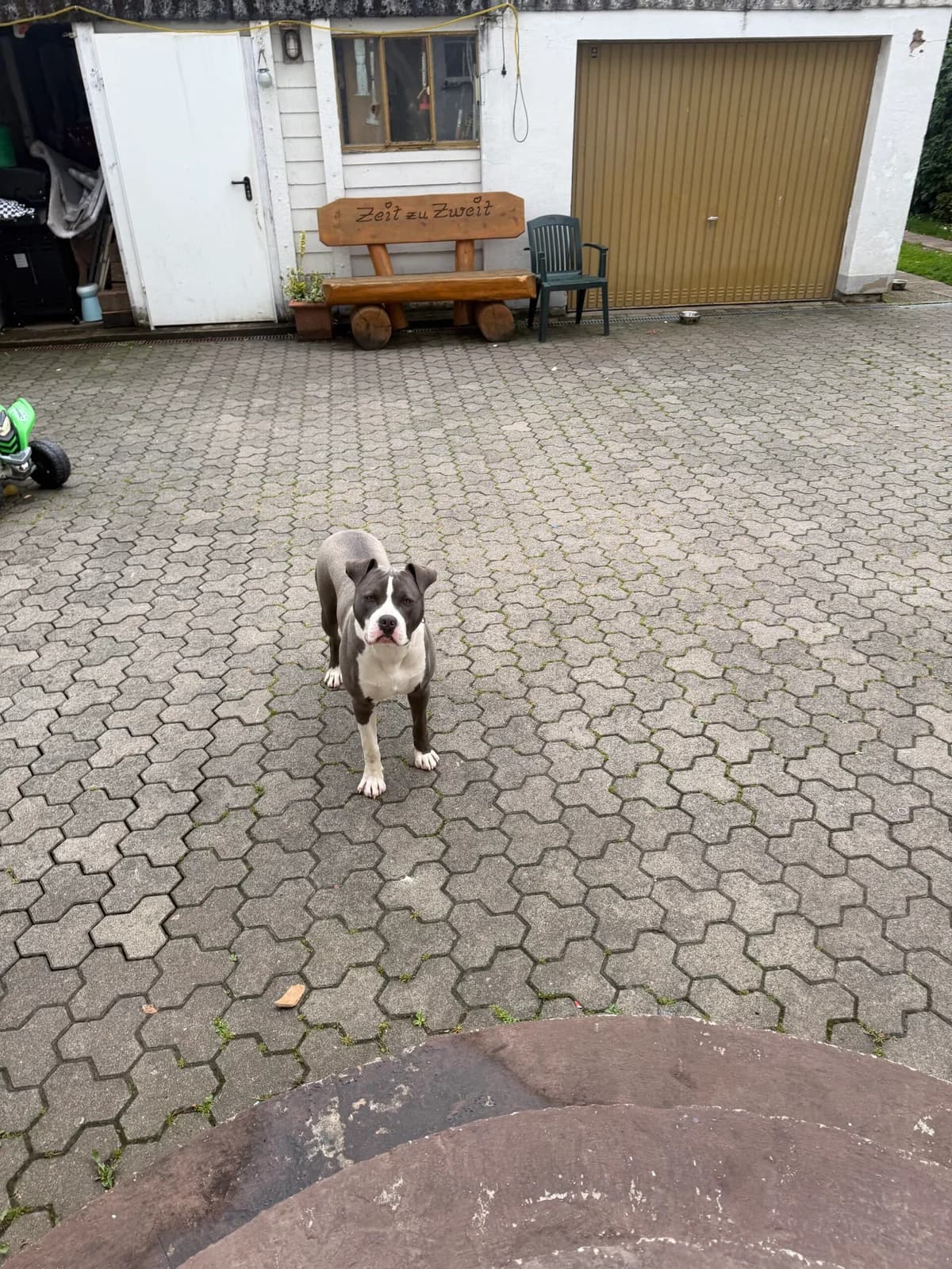 Vermittlungshilfe, puppy American Bully for adoption at Tierheim Duderstadt, Tierschutzverein Duderstadt u.U.e.V., Duderstadt