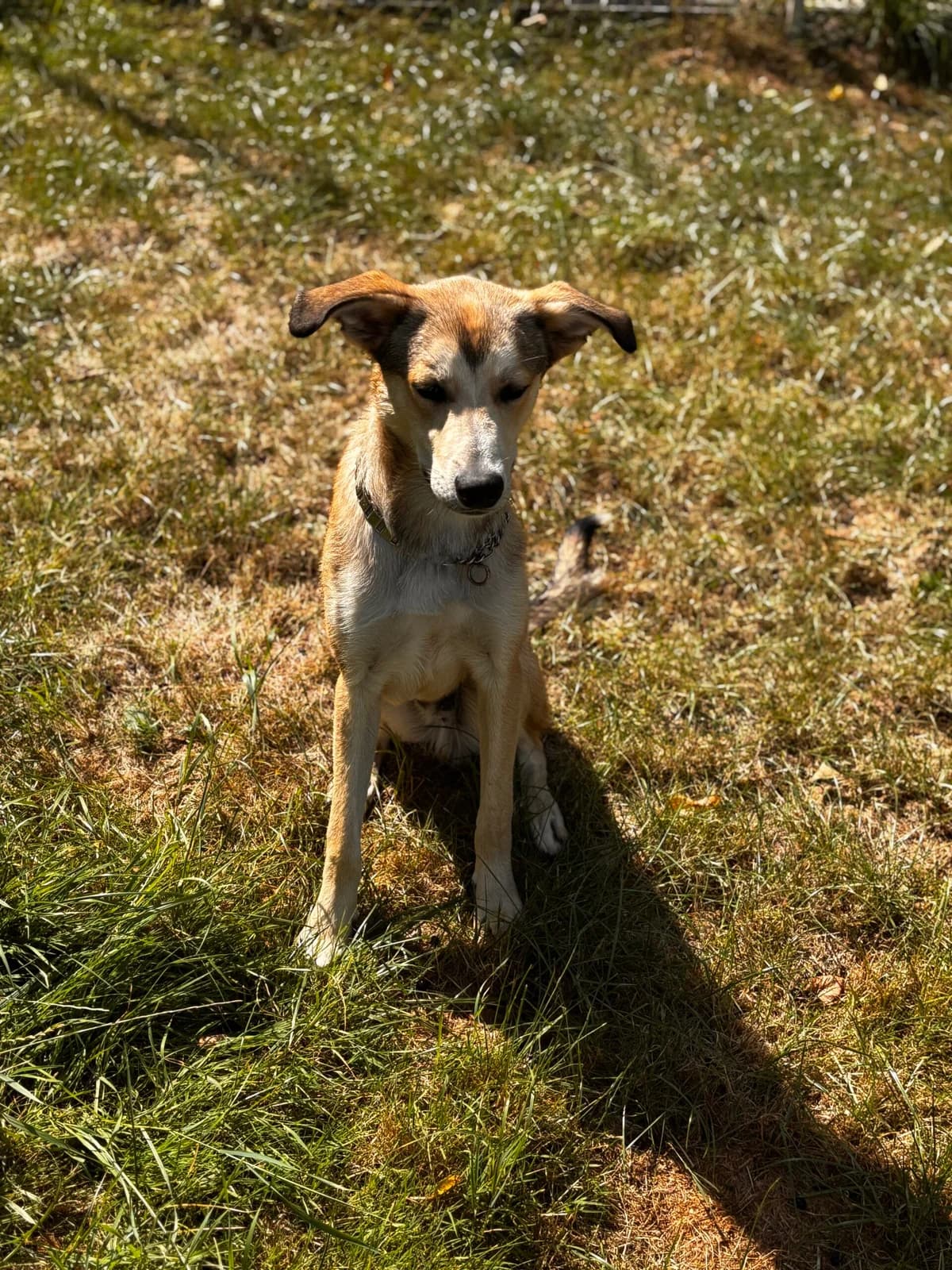 Tyson, male puppy German Shepherd for adoption at Tierheim Duderstadt, Tierschutzverein Duderstadt u.U.e.V., Duderstadt