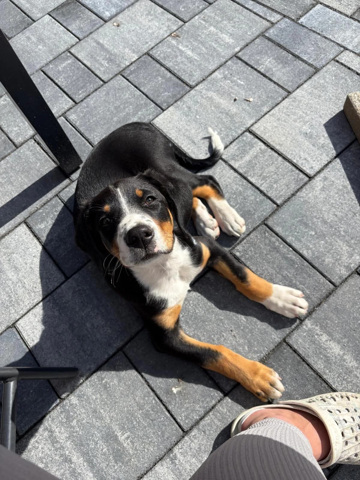 Masha, female mixed breed for adoption at Tierheim Duderstadt, Tierschutzverein Duderstadt u.U.e.V.