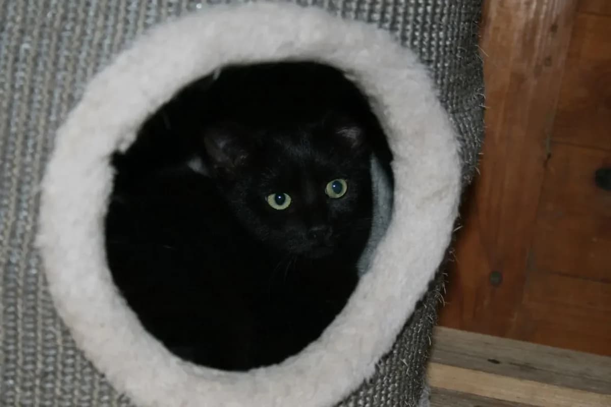 Wilma, female European Shorthair for adoption at Tierheim Duderstadt, Tierschutzverein Duderstadt u.U.e.V.