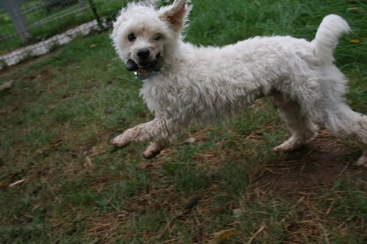Knut, male Maltese for adoption at Tierheim Duderstadt, Tierschutzverein Duderstadt u.U.e.V.