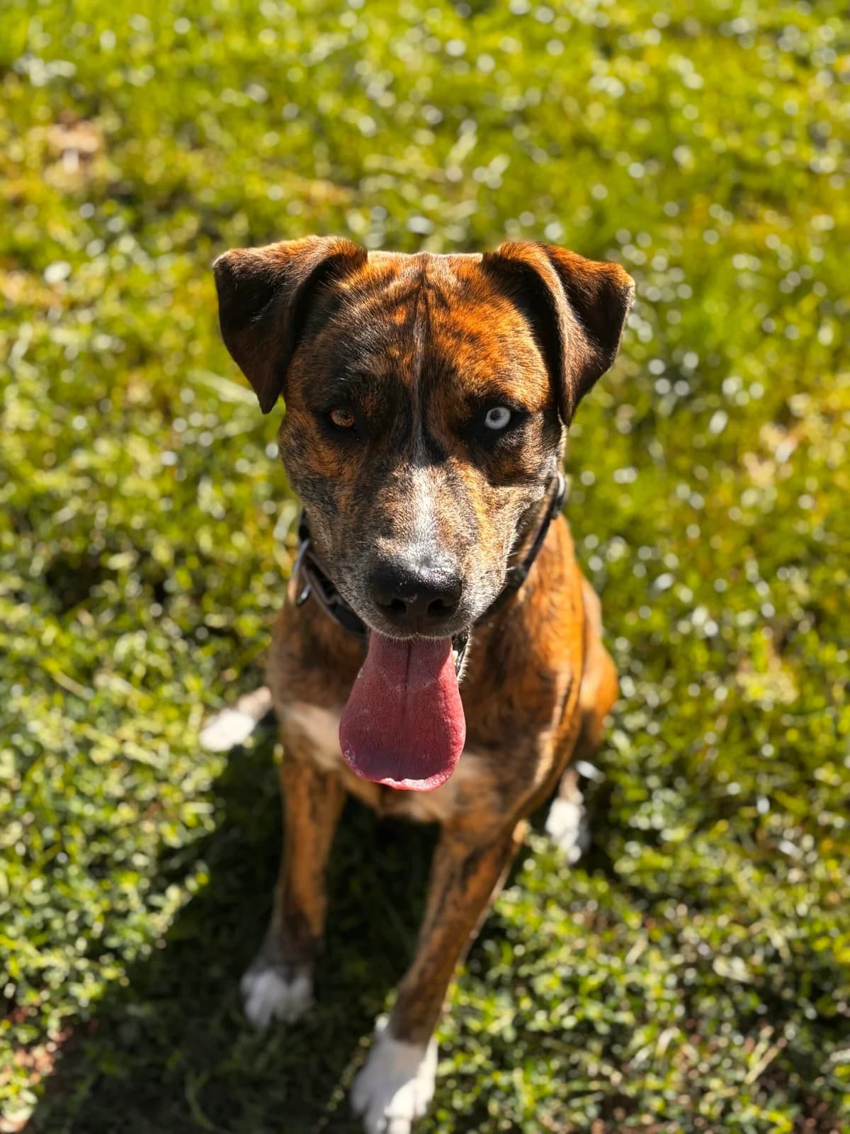 Putin, male 4yo mixed breed for adoption at Tierheim Duderstadt, Tierschutzverein Duderstadt u.U.e.V., Duderstadt