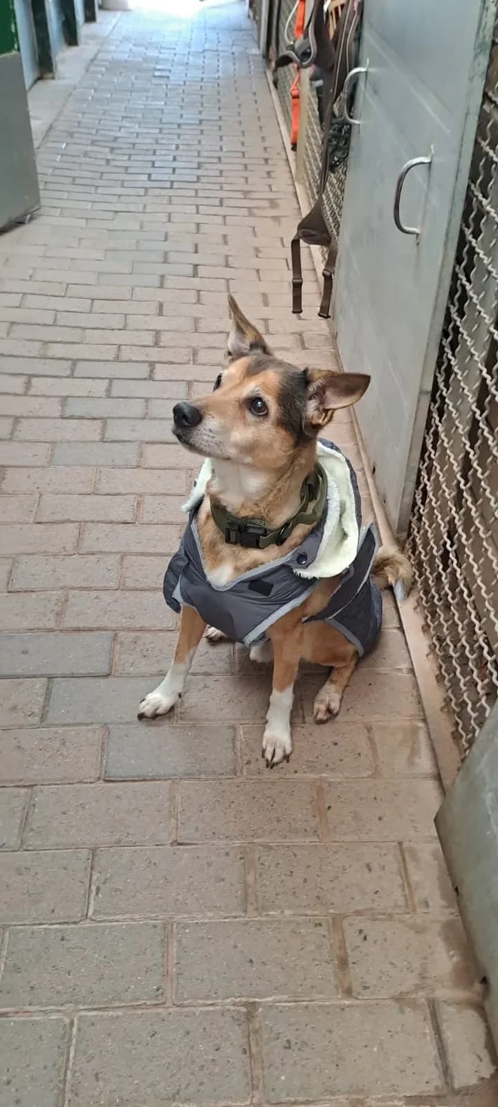 Olli, male Mixed Breed for adoption at Tierheim Duderstadt, Tierschutzverein Duderstadt u.U.e.V.