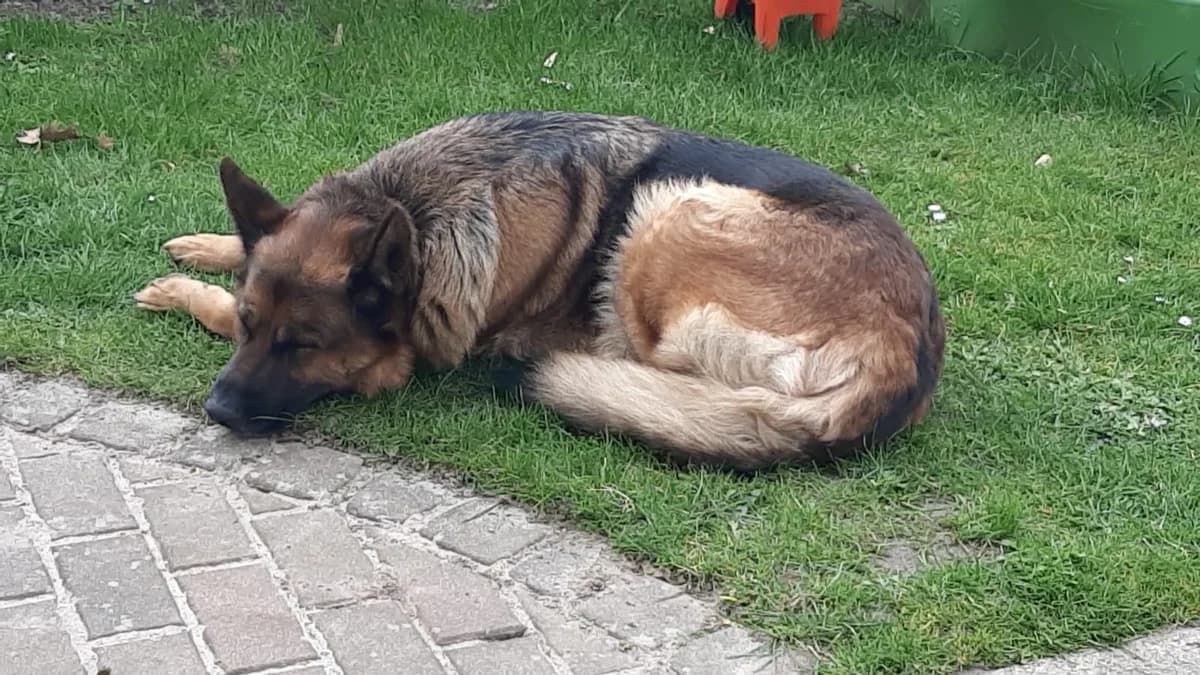 Tabsi, female Mixed Breed for adoption at Tierheim Duderstadt, Tierschutzverein Duderstadt u.U.e.V.