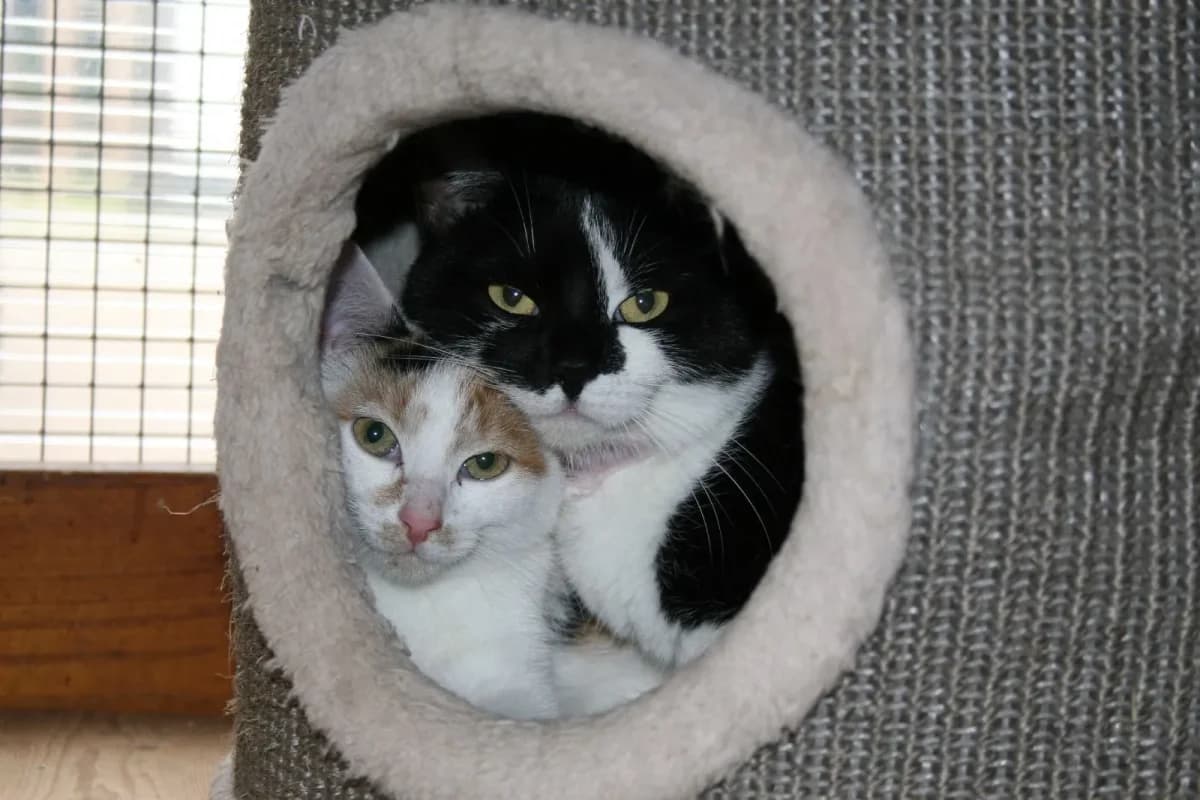 Scar (rechts im Bild), female European Shorthair for adoption at Tierheim Duderstadt, Tierschutzverein Duderstadt u.U.e.V.