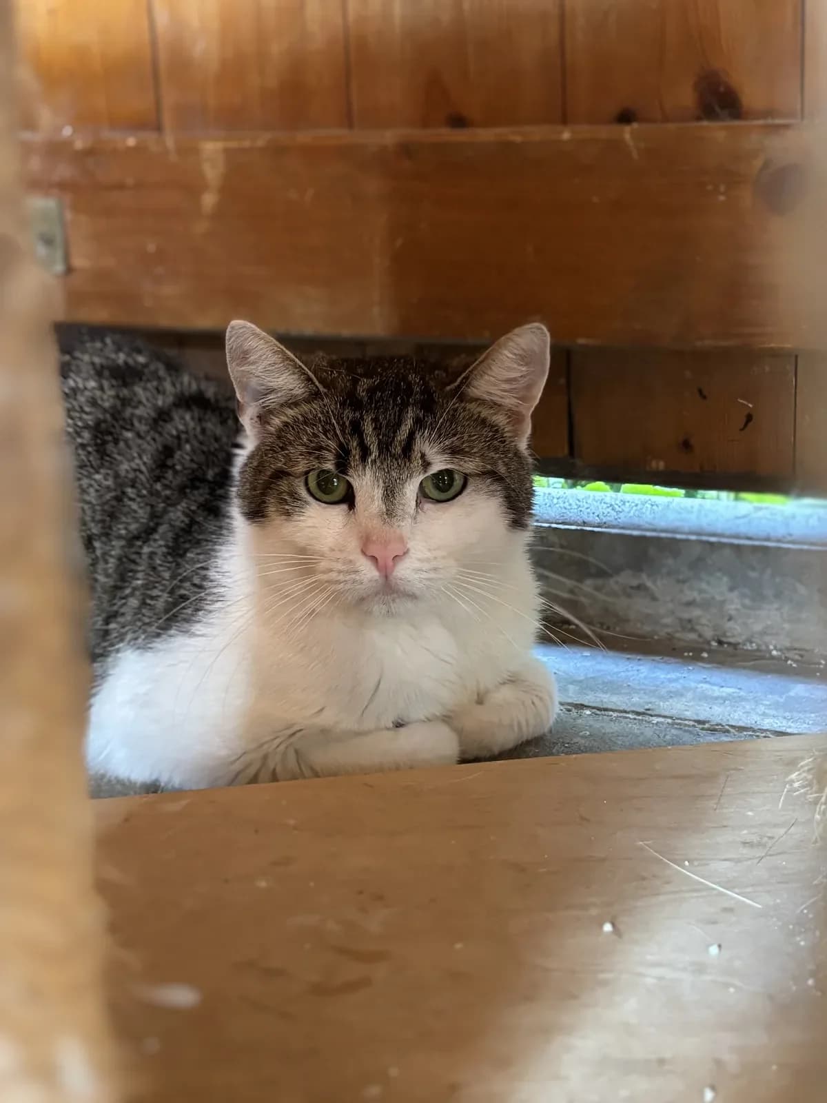 Thomas 3, female European Shorthair for adoption at Tierheim Duderstadt, Tierschutzverein Duderstadt u.U.e.V.
