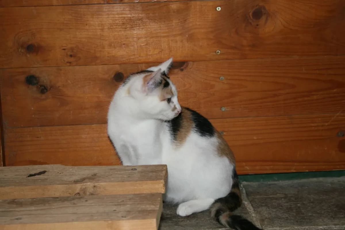 Milli, female European Shorthair for adoption at Tierheim Duderstadt, Tierschutzverein Duderstadt u.U.e.V.