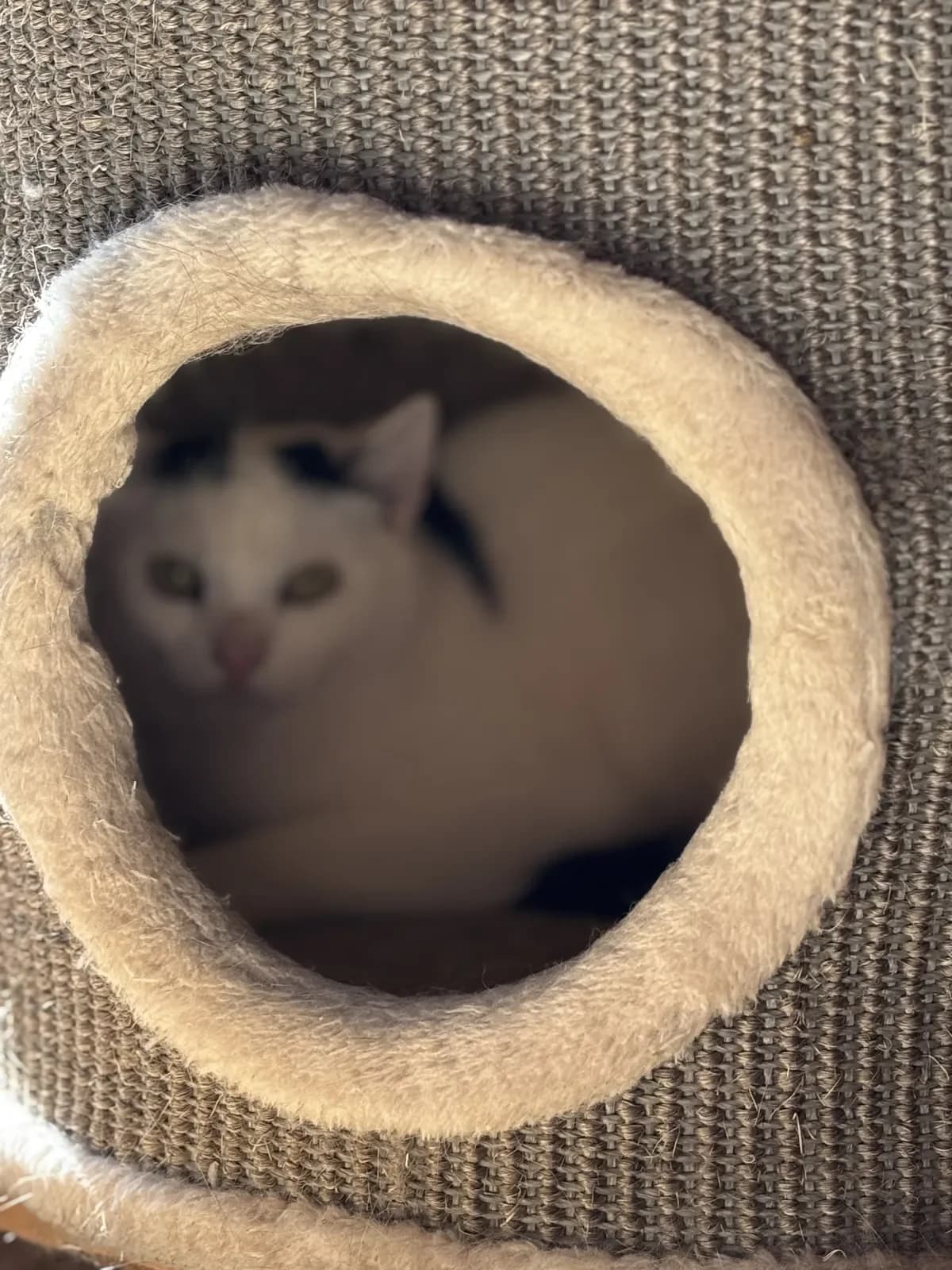 Thomas 2, male European Shorthair for adoption at Tierheim Duderstadt, Tierschutzverein Duderstadt u.U.e.V.