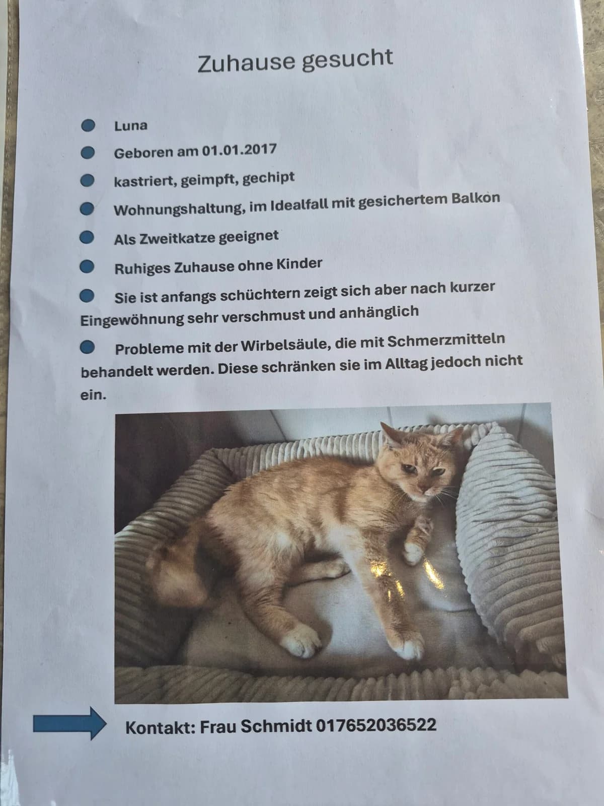Luna, female European Shorthair for adoption at Tierheim Duderstadt, Tierschutzverein Duderstadt u.U.e.V., Duderstadt