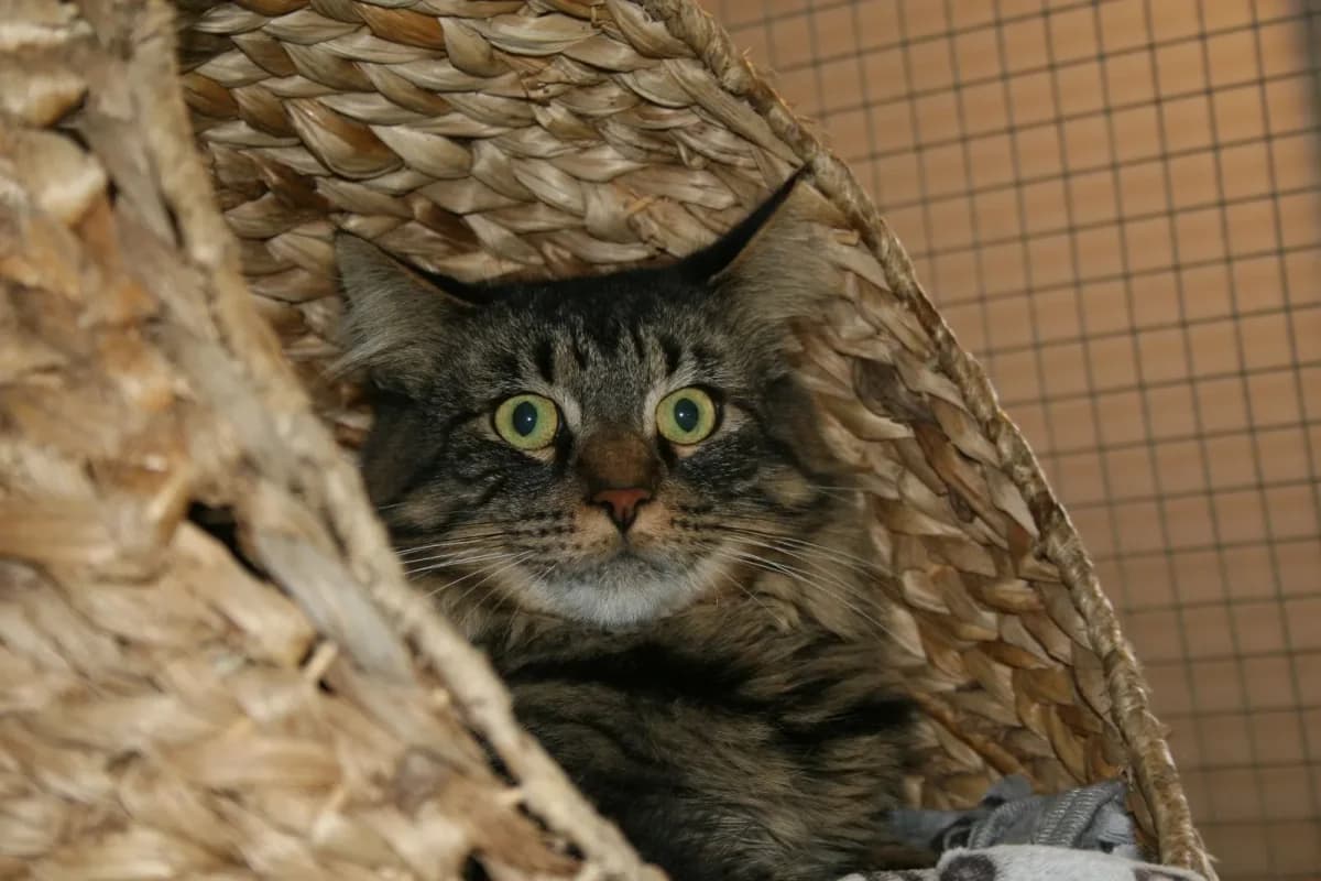 Norweger, Norwegian Forest Cat for adoption at Tierheim Duderstadt, Tierschutzverein Duderstadt u.U.e.V.