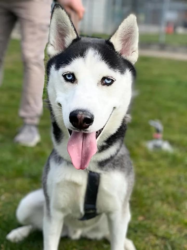 Snow - schöner Husky aus unserem, male 3yo Husky for adoption at Tierheim Düsseldorf, Düsseldorf