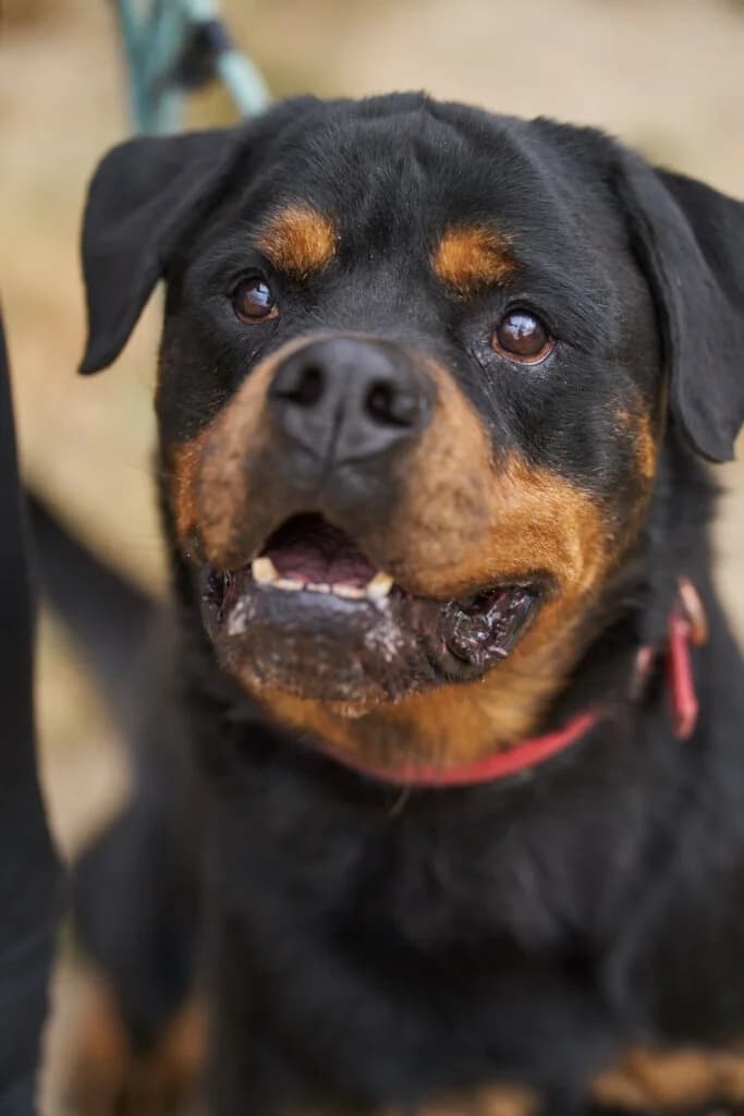 Zoof - imposanter Rottweiler aus unserem, male senior Rottweiler for adoption at Tierheim Düsseldorf, Düsseldorf