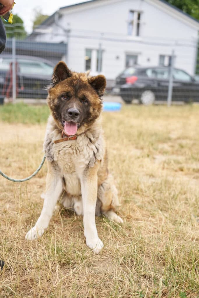 Balu, male 3yo Akita for adoption at Tierheim Düsseldorf, Düsseldorf
