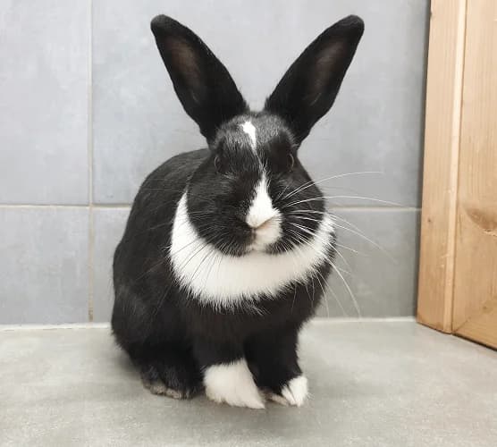 Layana (wohnt noch im aktuellen Zuhause), female 3yo mixed breed for adoption at Tierheim Düsseldorf, Düsseldorf