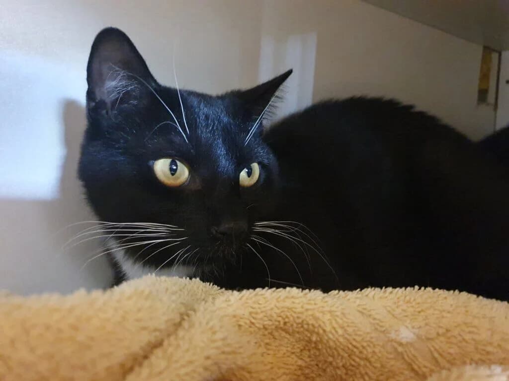 Lottie sucht geduldige Menschen und eine souveräne Katzenfreundin 🐱🐱, female 3yo mixed breed for adoption at Tierheim Düsseldorf, Düsseldorf