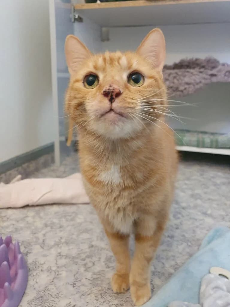 🐾 Kater Bolle – ein Charakterkater sucht ein ruhiges Zuhause mit Freigang 🐾, male senior mixed breed for adoption at Tierheim Düsseldorf, Düsseldorf
