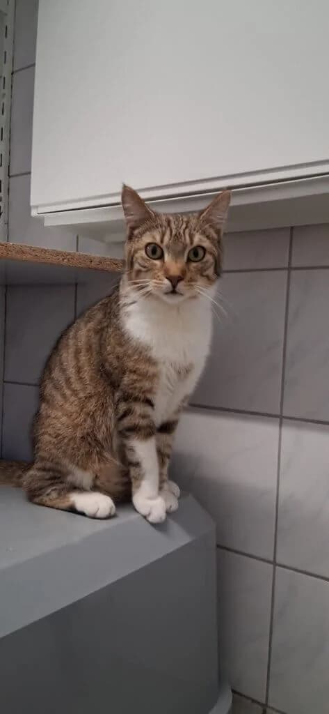 Hr. Aldi & Fussel suchen gemeinsam ihr Für-immer-Zuhause ❤️, male 3yo mixed breed for adoption at Tierheim Düsseldorf, Düsseldorf