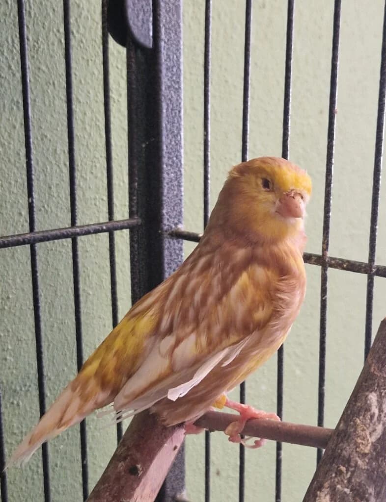 Kanarienvogel Reimund sucht ein besonderes Zuhause - schon reserviert, male 3yo mixed breed for adoption at Tierheim Düsseldorf, Düsseldorf