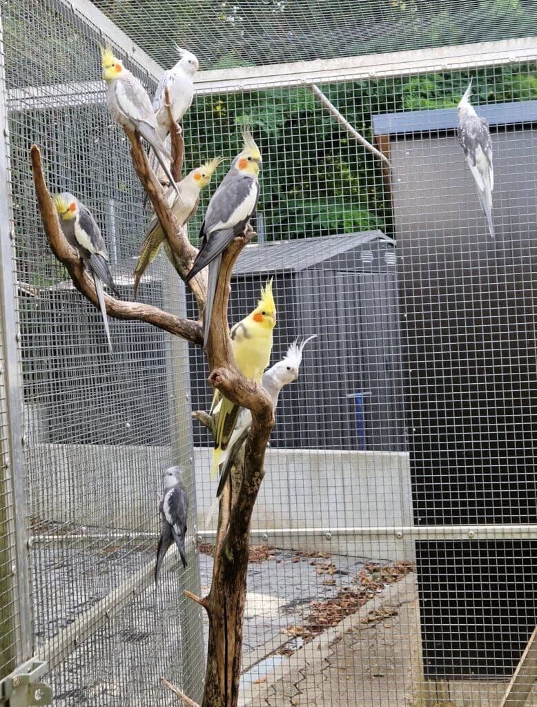 21 Nymphensittiche suchen ein liebevolles Zuhause, mixed breed for adoption at Tierheim Düsseldorf, Düsseldorf