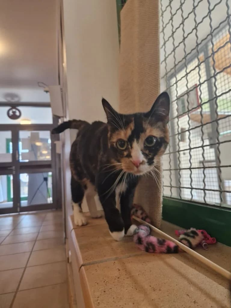 Edina – charmante Einzelprinzessin sucht ihr Für-immer-Zuhause 🐾, female 3yo mixed breed for adoption at Tierheim Düsseldorf, Düsseldorf