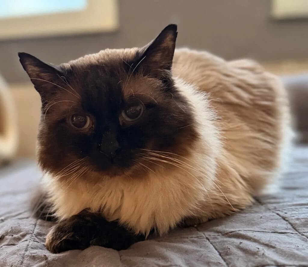 Kraven & Milva – ein besonderes Duo sucht ein verständnisvolles Zuhause 🐾, male 3yo Ragdoll for adoption at Tierheim Düsseldorf, Düsseldorf