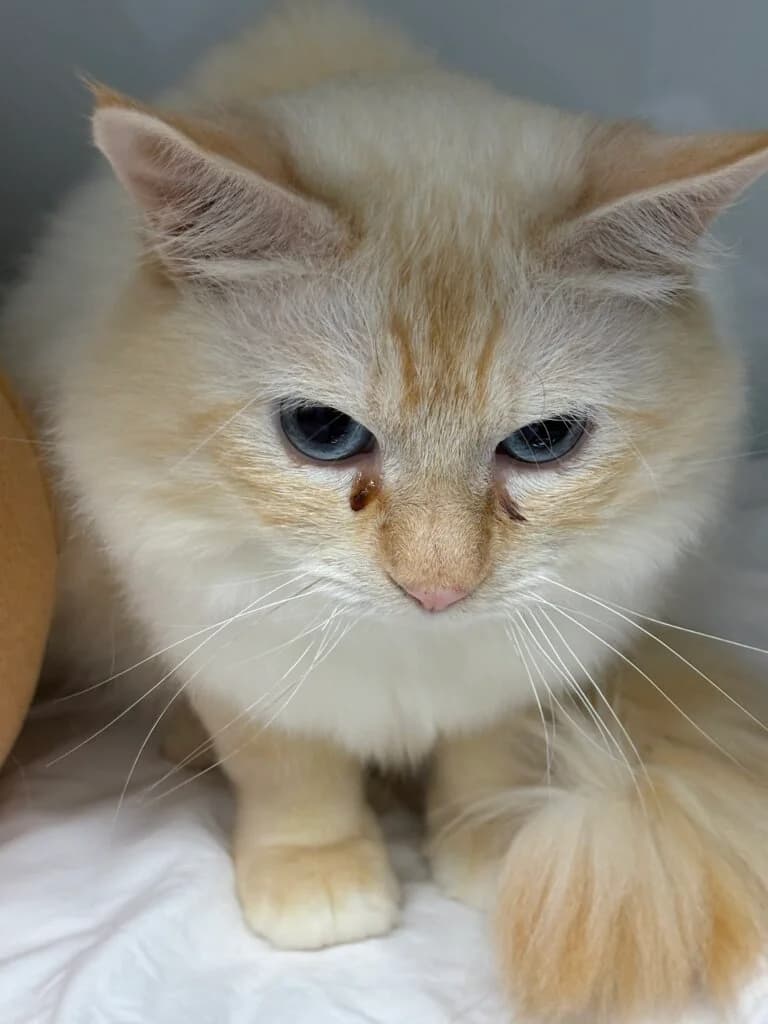 Fuxxtt & Lilly – gemeinsam auf der Suche nach ihrem Für-immer-Zuhause 🐾, male 3yo Ragdoll for adoption at Tierheim Düsseldorf, Düsseldorf