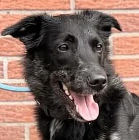 Nero, male 3yo Border Collie for adoption at Tierheim Düsseldorf, Düsseldorf