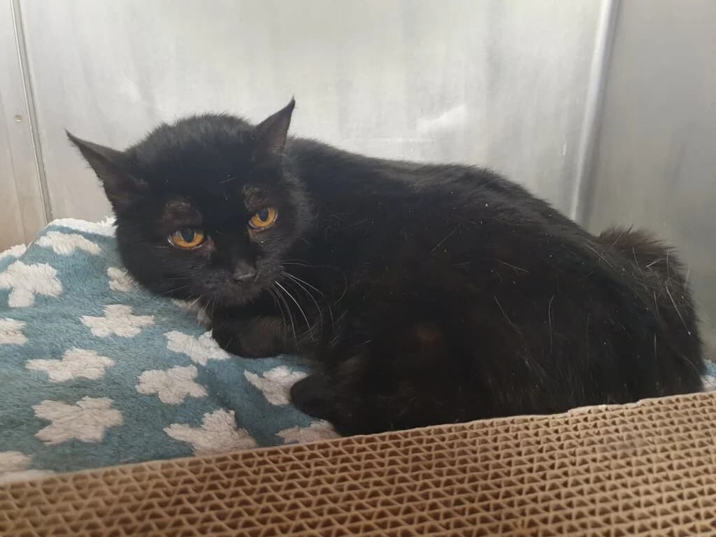 Oma Gelsi - sucht Menschen mit Herz ❣, female 3yo mixed breed for adoption at Tierheim Düsseldorf, Düsseldorf