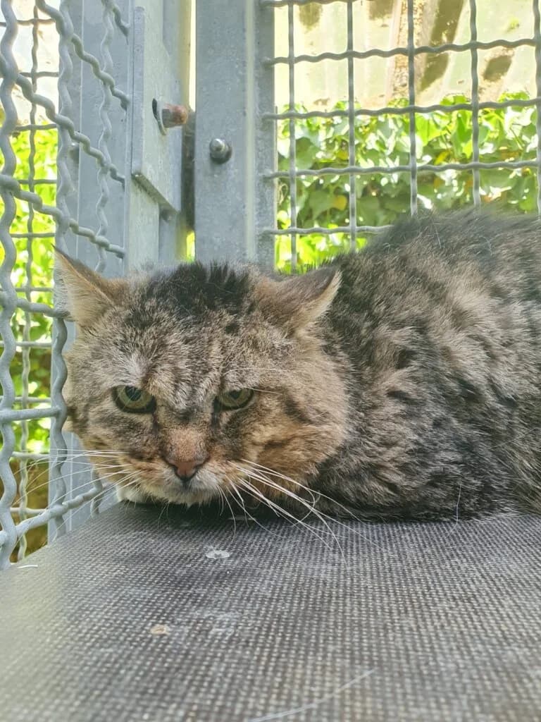Friedolin – sucht Menschen, die nichts von ihm erwarten 🕊️, female 3yo mixed breed for adoption at Tierheim Düsseldorf, Düsseldorf