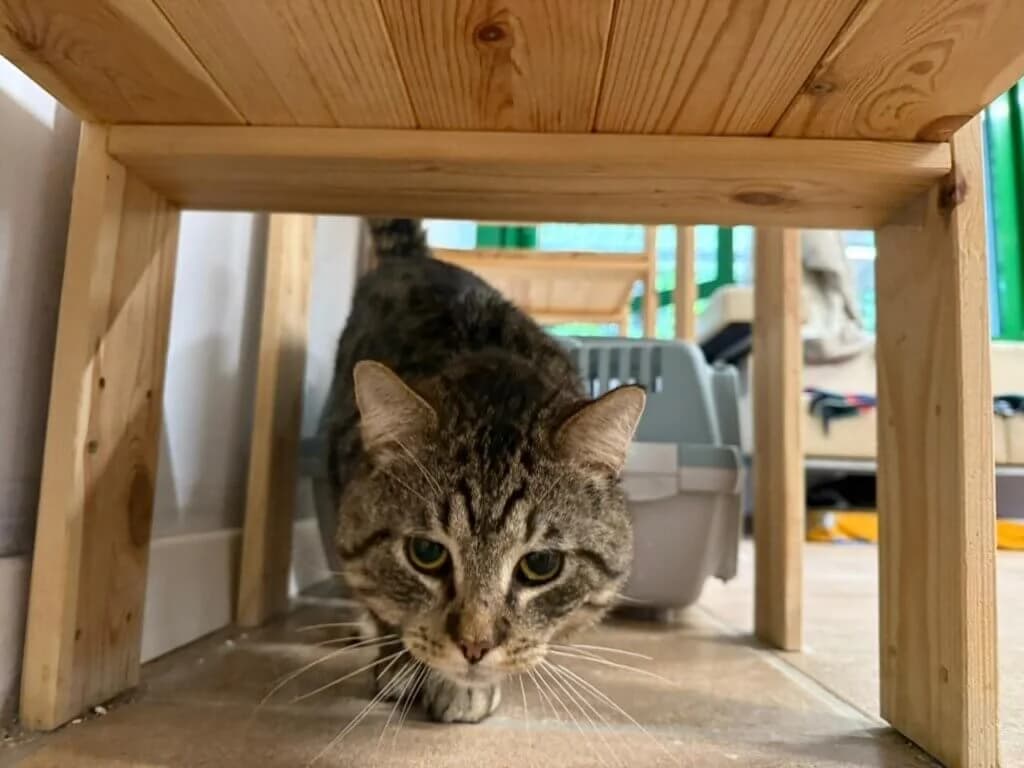 Firefly sucht Menschen mit Geduld und Herz 🐾, male 3yo mixed breed for adoption at Tierheim Düsseldorf, Düsseldorf