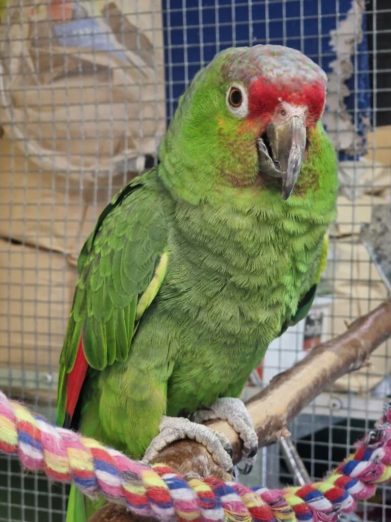 Notfallvermittlung – Rotstirnnamazone „Loriot“ sucht dringend erfahrenes Zuhause, male 3yo mixed breed for adoption at Tierheim Düsseldorf, Düsseldorf