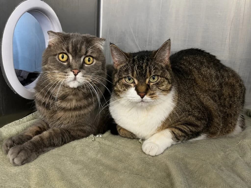 Karlchen und Lilly suchen gemeinsam einen ruhigen Altersruhesitz 🖤, 3yo Scottish Fold for adoption at Tierheim Düsseldorf, Düsseldorf