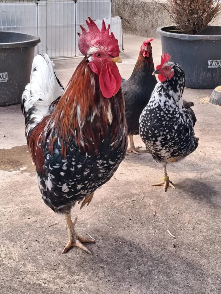 Hahn Bela mit seinen Hennen Tina & Carla, 3yo Mixed Breed for adoption at Tierheim Düsseldorf, Düsseldorf
